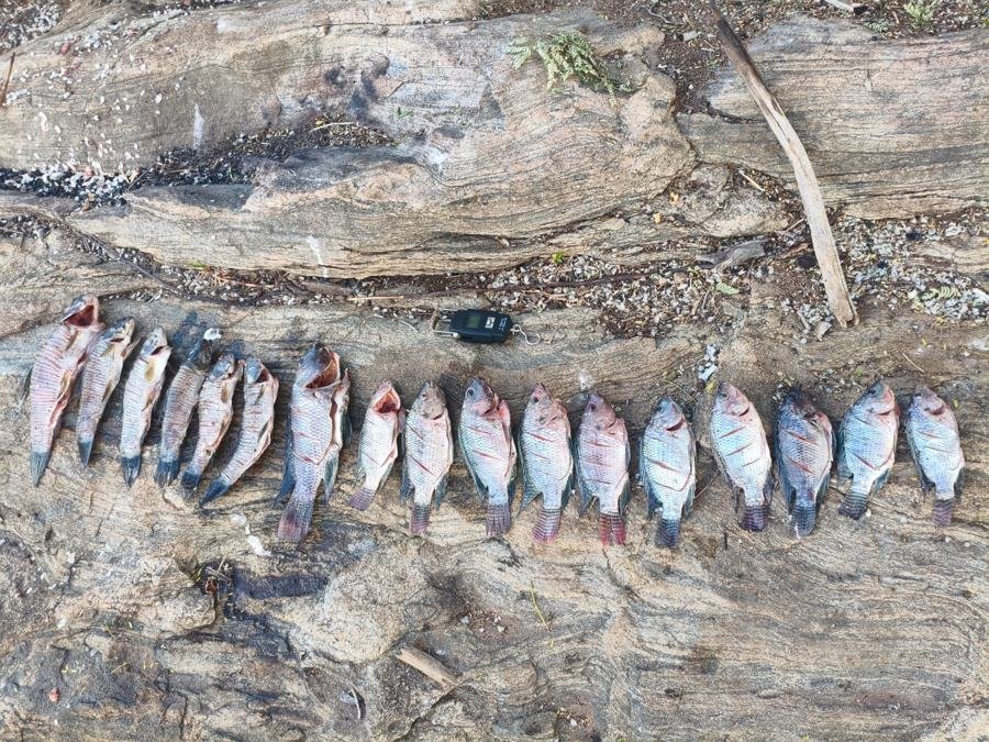 Fileira de tilápias sobre a pedra com balança de pesca