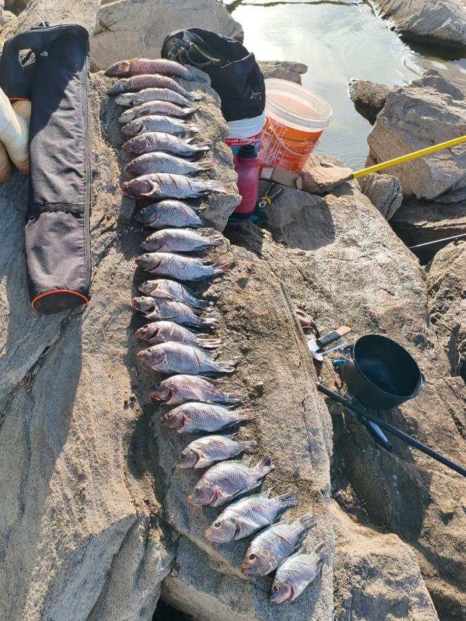 Tilápias enfileiradas sobre a pedra ao lado do material de pesca