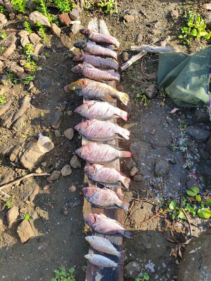 Tilápias e outros peixes sobre uma tábua na margem