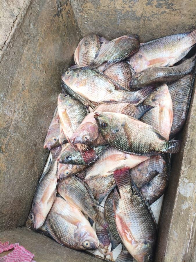 Caixa cheia de tilápias depois da pescaria